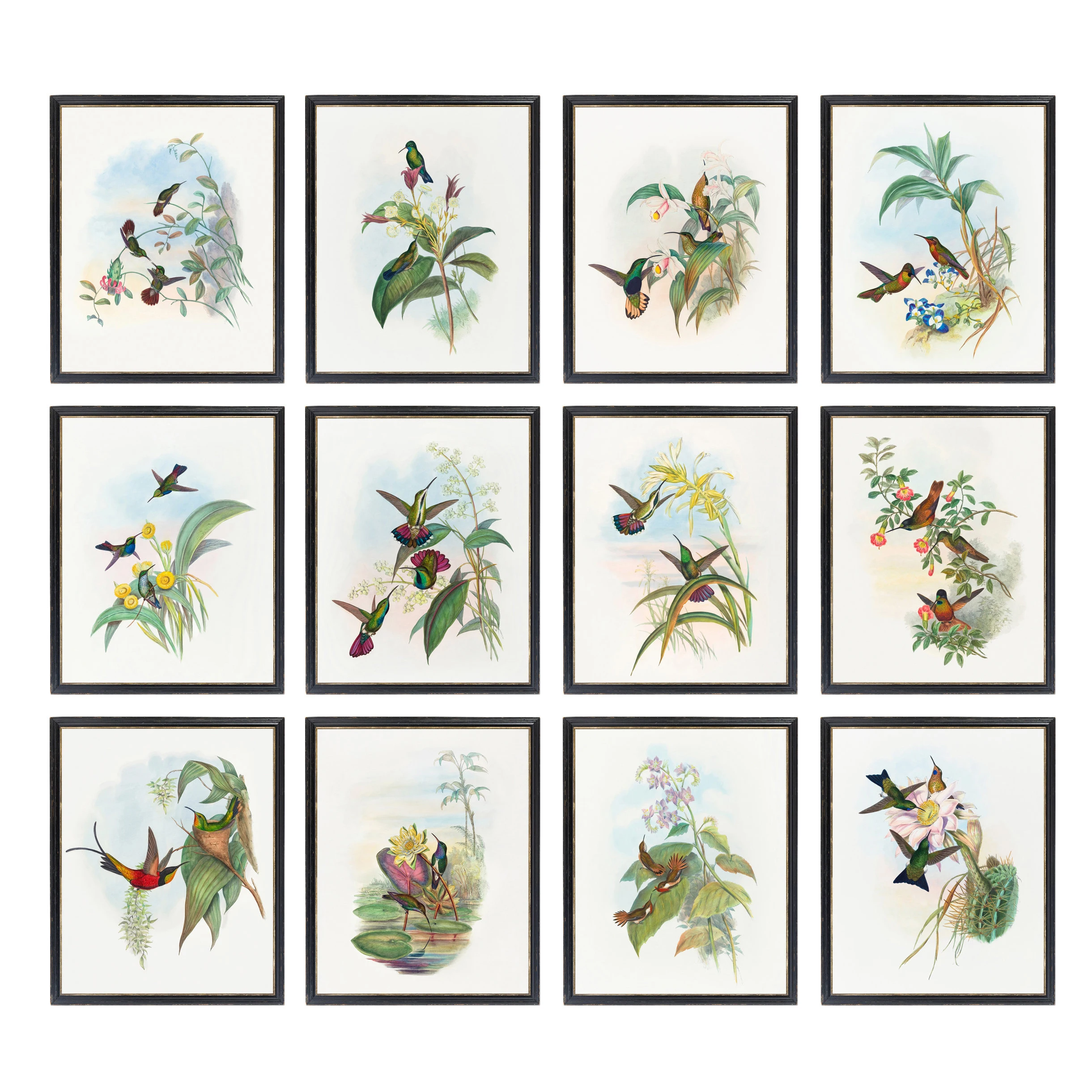 Vintage Botanical Canvas Poster Print Painting Decoration Plant Flower Animal Hummingbird Art | Дом и сад