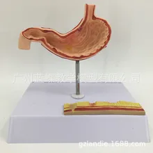 Модель очага повреждений живота человека имеет базовую модель медицинского обучения напрямую от производителя продажи