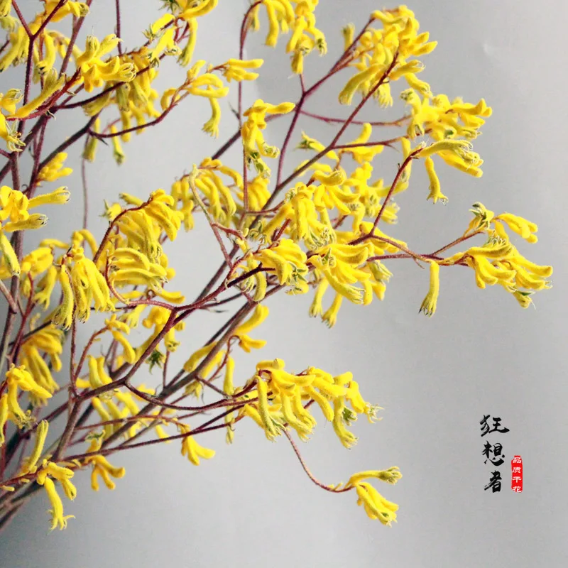

Deploys Dreamers [Preserved Fresh Flower Daishu Claw] MORI Series Natural Dried Flower Mikie Really Bouquet Home Decoration Manu