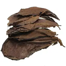 10 Uds. De Terminalia de Olivo Natural hojas de antibioticos y accesorios de decoración de Peceras para acuario(China)