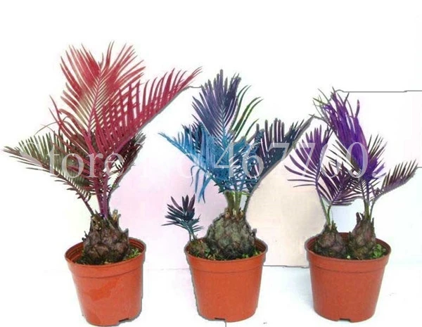 50 шт. Япония красочные Cycas Крытый Drawf бонсай в горшках открытый саго пальмовое цветочное растение для домашний садовый горшок Декор легко вырасти