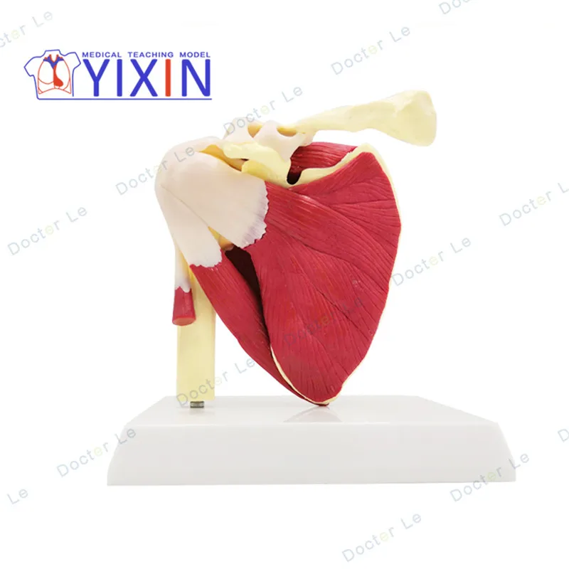 

Human anatomy skeleton Advanced Muscled Shoulder Joint Model Functional Ligament Medical Teaching Aid
