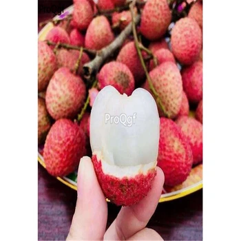 

Ngryise 100Pcs A Set data Litchi