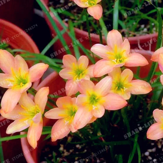 2 лампы смешивания цветов Zephyranthes Candida лампы Цветочные луковицы карликового дерева открытый завод естественный рост бонсай