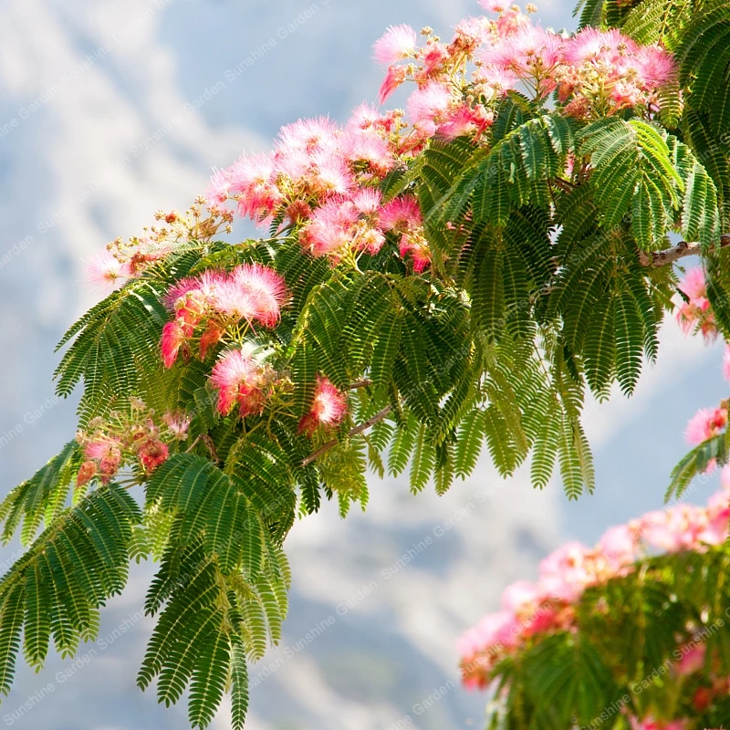 

50pcs Golden Mimosa Bonsai Acacia Baileyana Pink Wattle Tree Ornamental Plant Home Yard Office Decor Non-GMO Plant