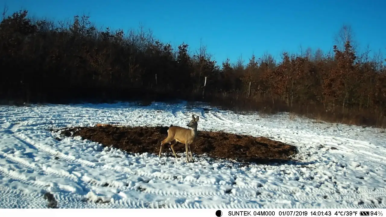 Caméra de chasse 7