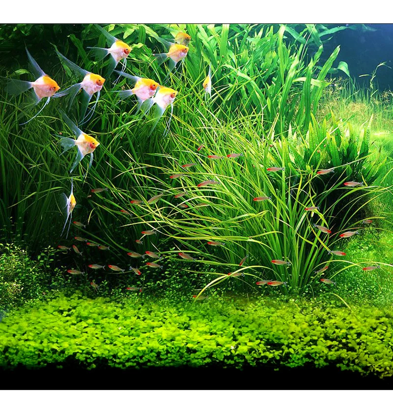 7 видов стилей аквариум водные растения водная трава Семена коровья шерсть любовь счастливые семена аквариум декоративные растения Пейзаж орнамент