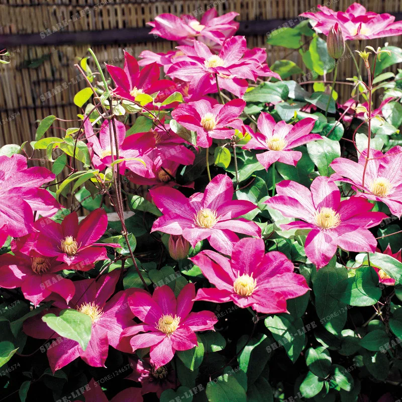 Красивые луковицы Clematis, редкие луковицы для альпинизма, цветочные луковицы, луковицы Clematis, для самостоятельного выращивания дома, сада, растений, деревьев, легко растут, 2 буля