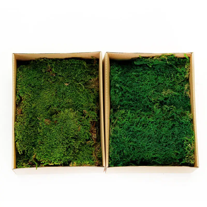 

Preserved Flat Sheet Green Moss Naturally Dried Turf Long-lasting for Covering Soil and Dressing Potted Plants - 1 Box (0.2 m2)