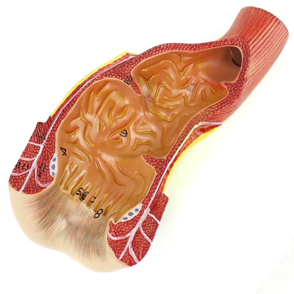 Human rectum Anal canal anus Anatomical structure model Training and