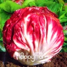 Лидер продаж! 100 шт./упак. красная капуста цикорий бонсай продажи здоровья растительные,,#7YN2B5