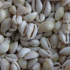 100Pcs White DIY Sea Shell Cowrie Cowry Charm Beads Beach Jewelry Accessories for Women Sea Shells Earrings Bracelet Necklace 3