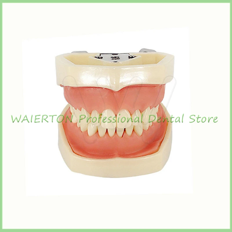 Dental Typodont Model 28 pcs Removable Teeth Kilgore Nissin All | Красота и здоровье