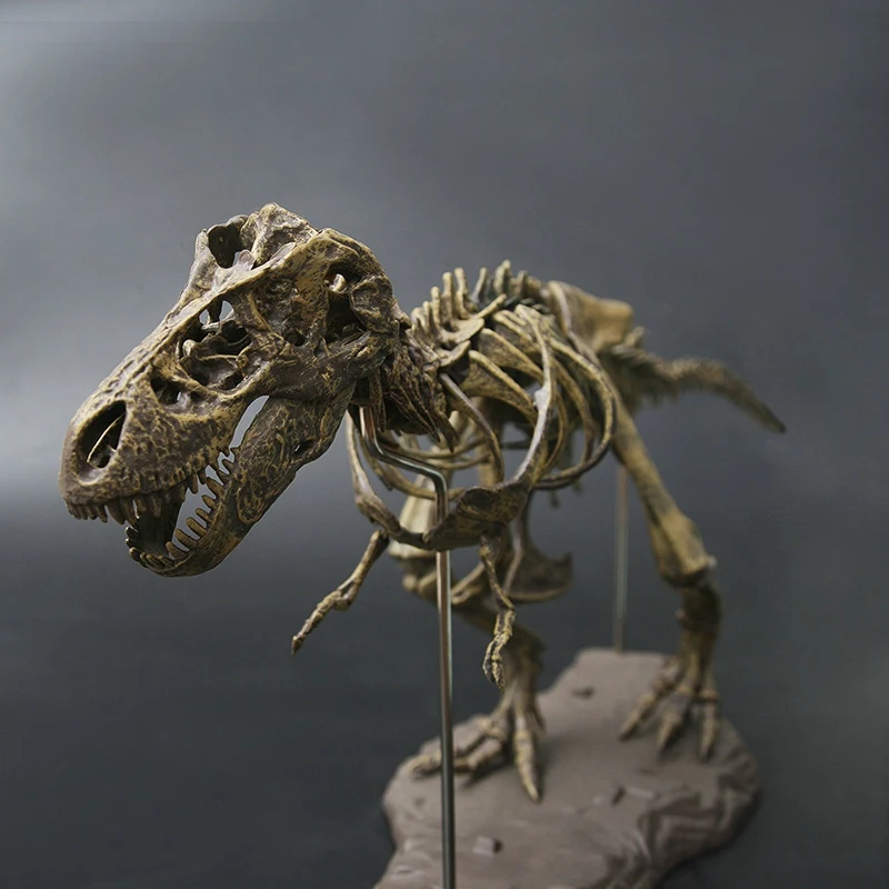 

Large Dinosaur Fossil Skull Animal Model Toys Tyrannosaurus Rex Assemble The Skeleton Model Furnishing Articles Decoration
