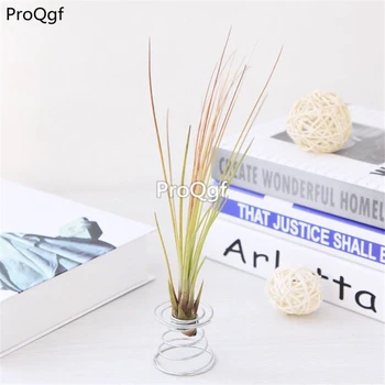 

Ngryise 1Pcs A Set Tillandsia xiaosanse air fern plant