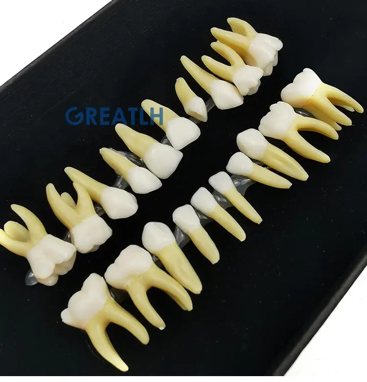 dentes pediátricos dentes modelo dental monocromático de dente permanente com modelo de dente simulado de raiz