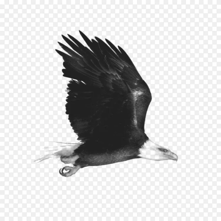 鹰黑白单色动物,鸟,鹰