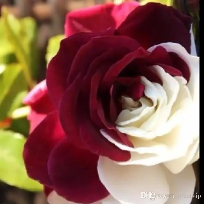 

100 Pieces Rare White and Red Flower Seeds Rose Adenium Obesum Flower Perennial Exotic Plants Balcony Garden Yard Seed