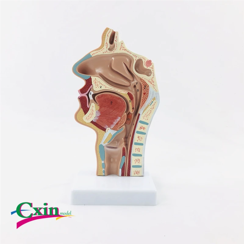 Pathological nasal cavity model throat anatomy rhinostomy internal vascular nerve specimen medical teaching | Канцтовары для офиса