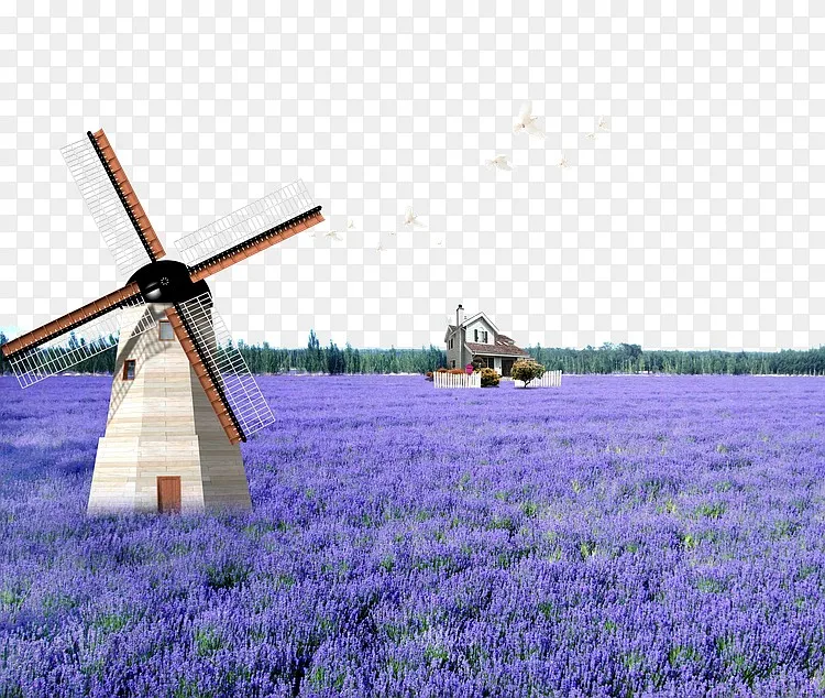 风车薰衣草花海素材背景png图片素材免费下载 图片编号yjkozzjg Pngbag素材网
