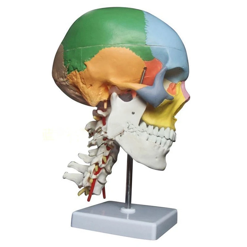 

TOP!-Human Anatomy Skeleton Anatomical Model for Sale Skull with Colored Bones Cervical Vertebra Medical Sculpture