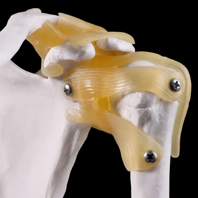 1:1 функциональный анатомический в натуральную величину человеческий анатомический Скелет плечевого сустава костная мышца модель для обучения