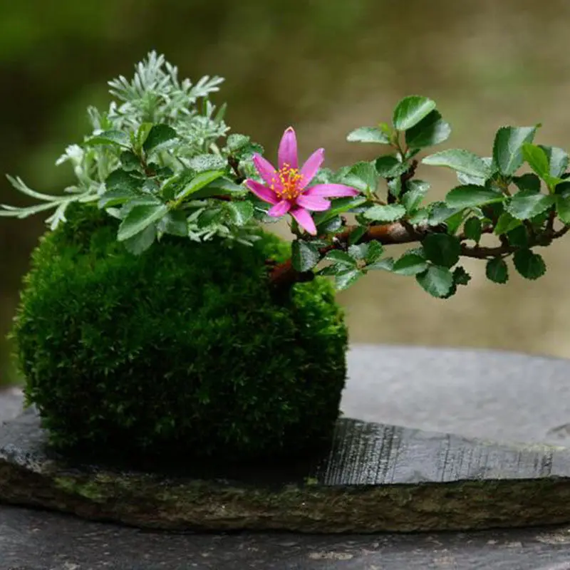 

Pants Moss Ball Green Sphagnum Substrate House Decoration Living Room Bonsai Ornament Useful Quality