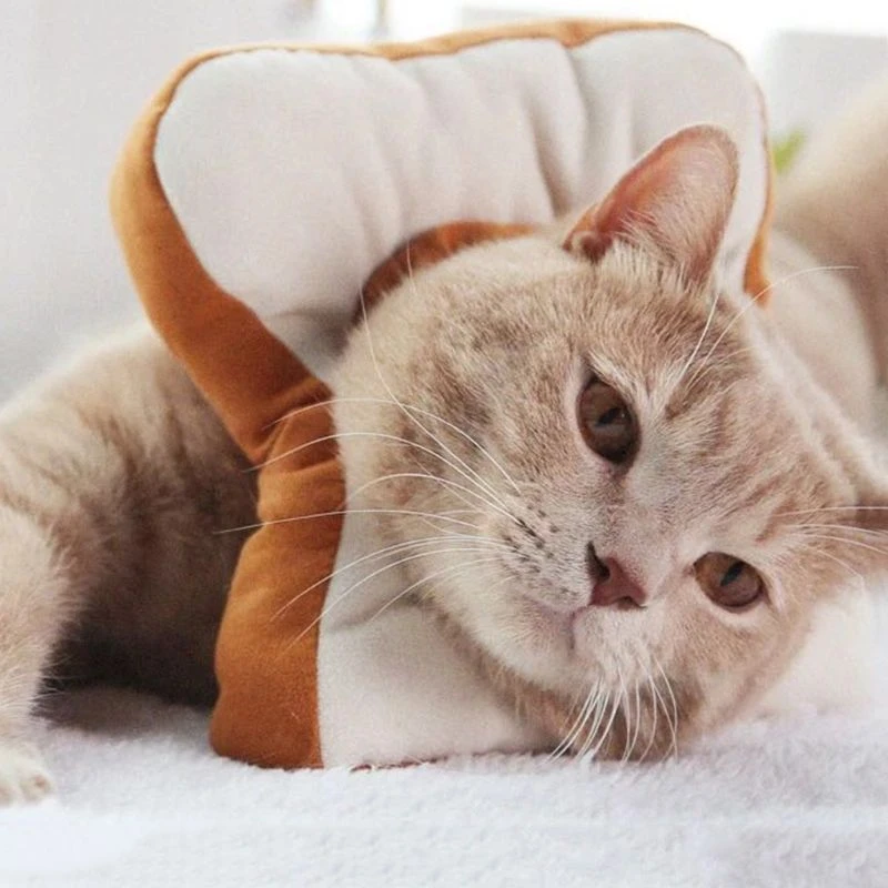 Collier De Recuperation Reglable Pour Chat Cone De Protection Du Cou Elecabethane Apres Chirurgie Aliexpress Maison Animalerie
