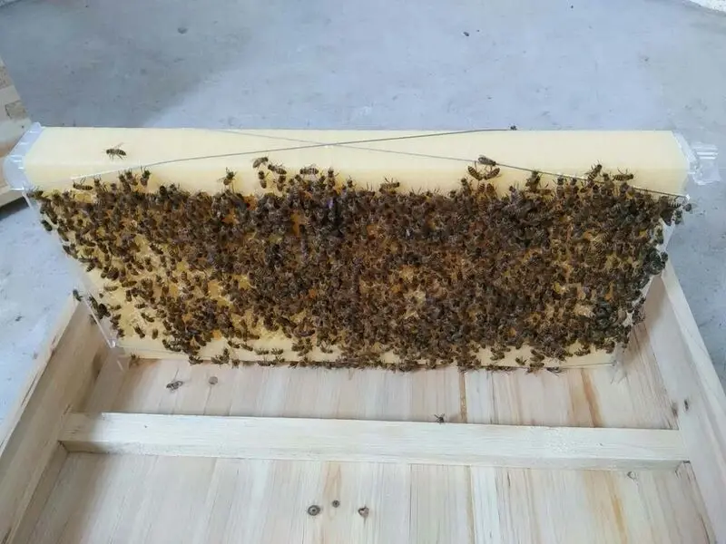 Nid d'abeille en bois de haute qualité, ruche, outils de maison, chambre  d'insecte en bois, abri d'hôtel, décoration de jardin, boîte en bois