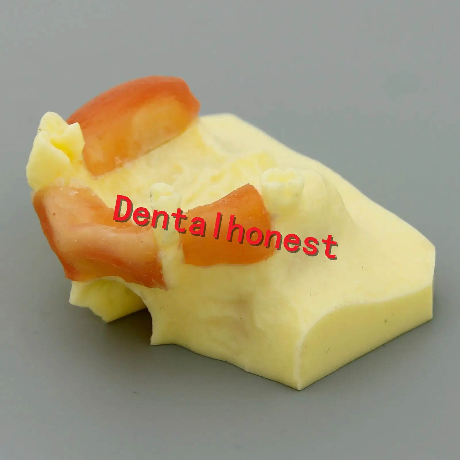  Dental Sinus Lift teeth model Practice Teeth Model Typodont Study Model 2013 01