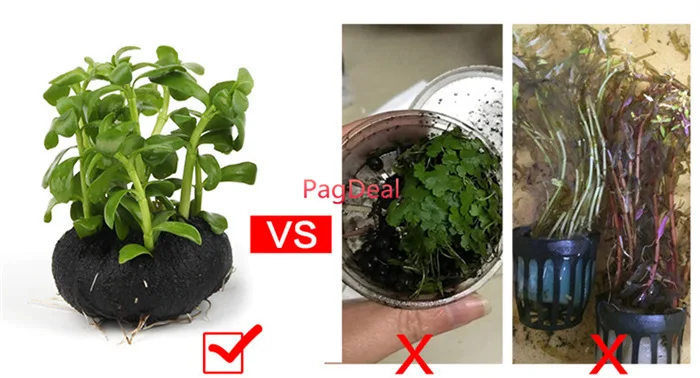 Fern Substrate06