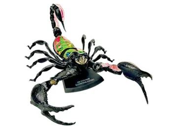 

Biology organ anatomical model medical teaching model Scorpion 4d master puzzle Assembling toy Animal