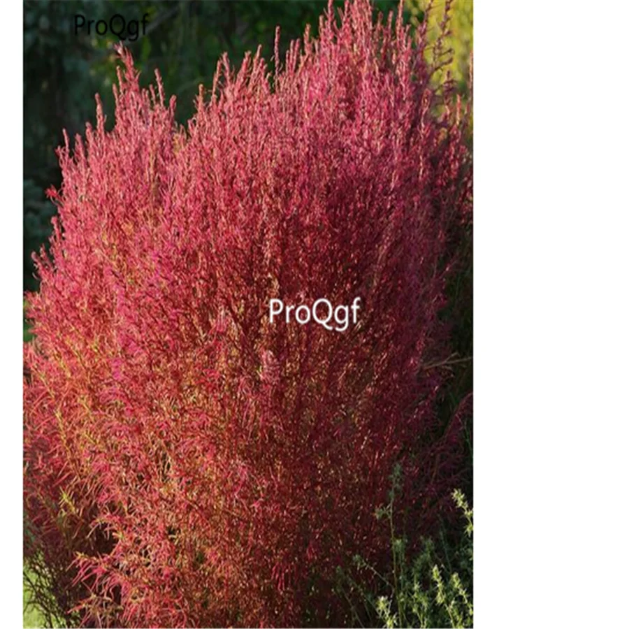 Prodgf 5000 шт Kochia scoparia