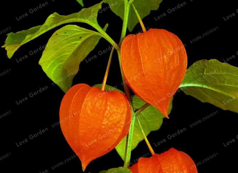 100 бонсай/упаковка, китайский фонарь завод Бонсай, Physalis Alkekengi травяной многолетний фруктовый бонсай в горшках