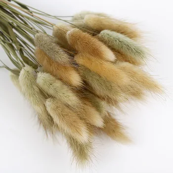 

30/50Pcs Dried Flowers Wedding Party Decoration Dried Grass Rabbit Tail Hay Bunny Tail Natural Plants Pastoral For Home