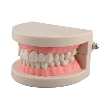 

Child Teeth Model Standard Dental Teaching Study Demonstration Oral Medical Education Tooth Model
