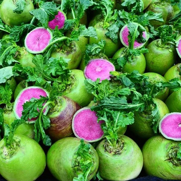 

Red radish,Fruit and vegetable Bonsai Xinlimei -about 100particles