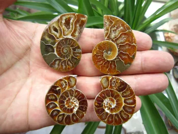 

8fa j00763 CRETACEOUS AMMONITE FOSSIL Specimen INTERIOR DISPLAY