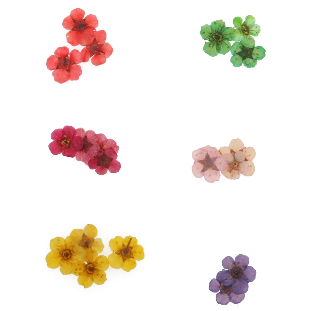 12 Colors Real Dry Dried Flower for 3D UV Gel Acrylic False Tips Nail Art Salon