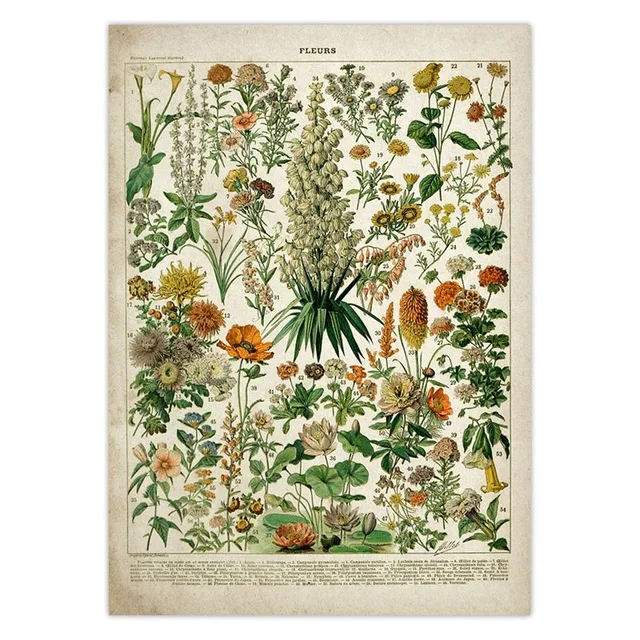 Vintage-Vegetable-Fruit-Mushroom-Poster-Print-Antique-Wall-Art-Print-Botanical-Picture-Science-Poster-Kraft-paper.jpg_.webp_640x640 (9)
