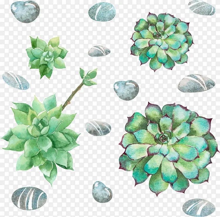 多肉植物png图片素材免费下载 图片编号qlvlxveg Pngbag素材网