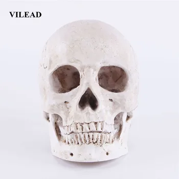 

VILEAD Size 1:1 Model Life Replica Animal Skull Medical Ornament Resin Crafts Halloween Decoration Student Experimental Supplie
