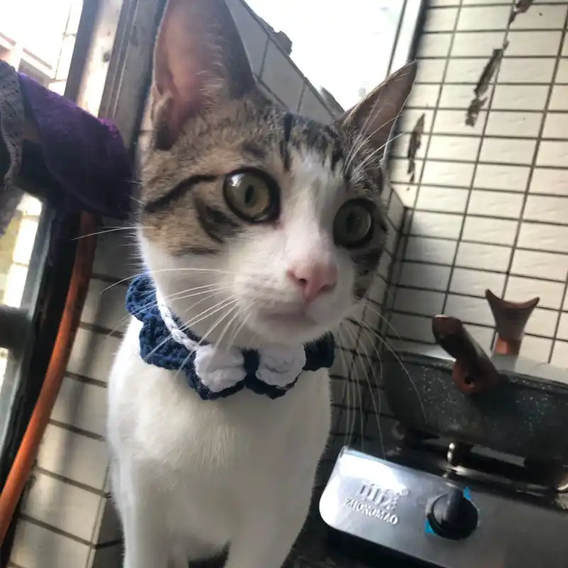 猫の首輪手作りdiyウールニットよだれかけ猫アクセサリーペット猫子猫猫製品ペット猫の首輪パーソナライズ 猫の首輪 リード Aliexpress