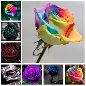 

50Pcs Love Token Flower Plant Bath Salts Green Rose Flowers Essence MLXH-17