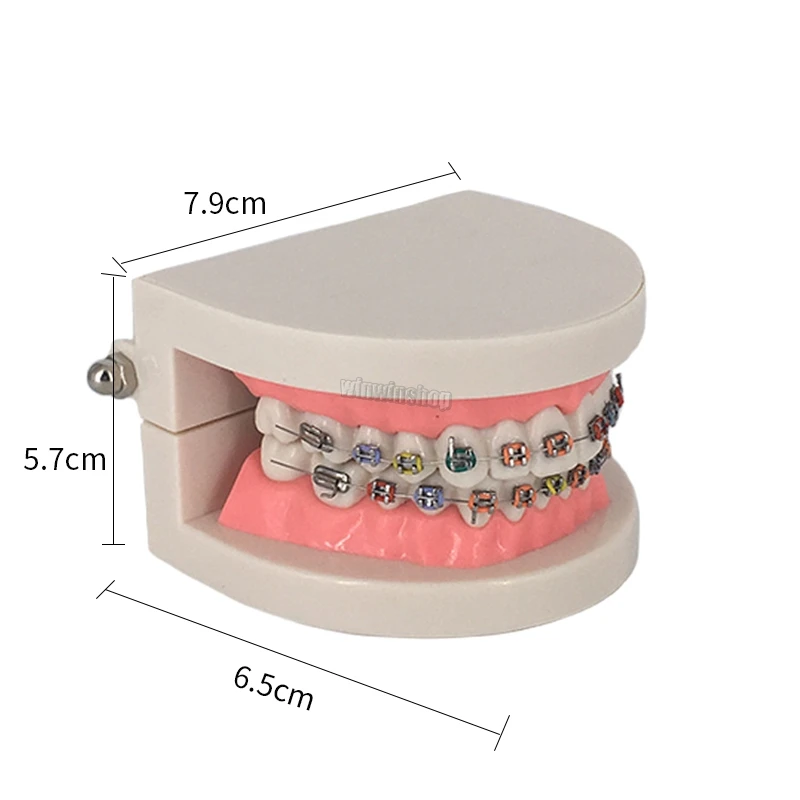 1 шт. Стоматологическая Ортодонтическая модель зуба с Орто-металлическим керамическим кронштейном арки проволоки Buccal трубки лигатуры Галстуки