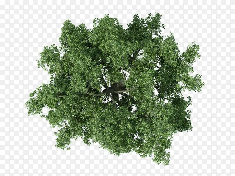 巴西胡椒树皮png图片素材免费下载 图片编号 Png素材网