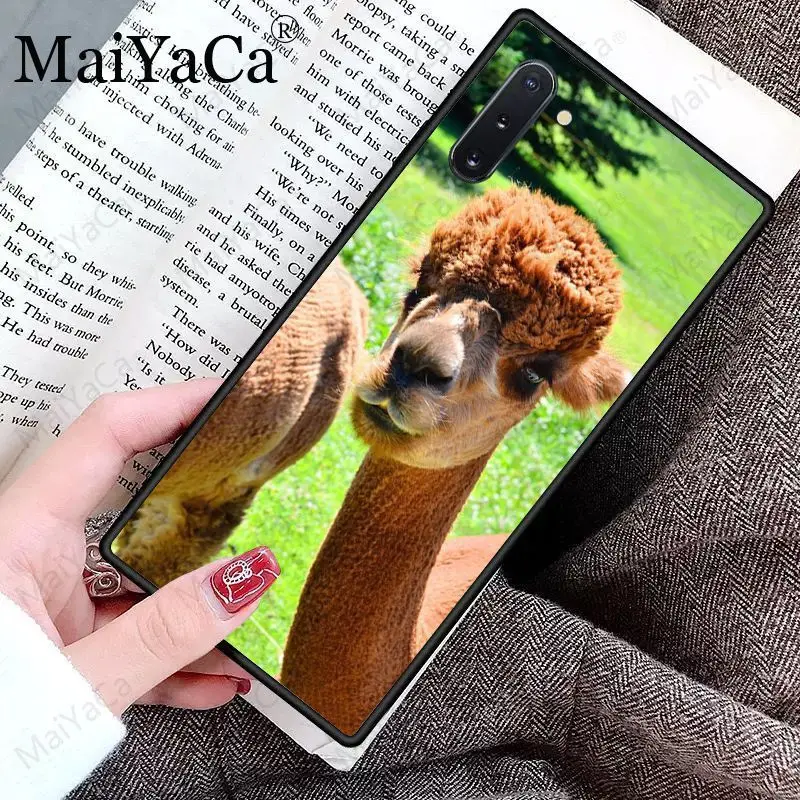 Cute Goat Meme Alpaca