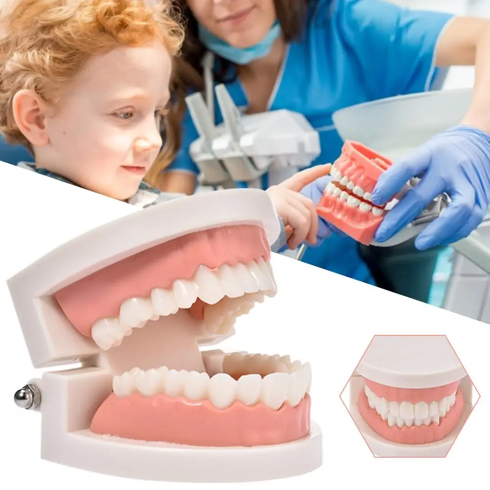 

Hot Dental Standard Teeth Model Kids Teaching Study Supplies Adult Standard Typodont Demonstration Teeth Model
