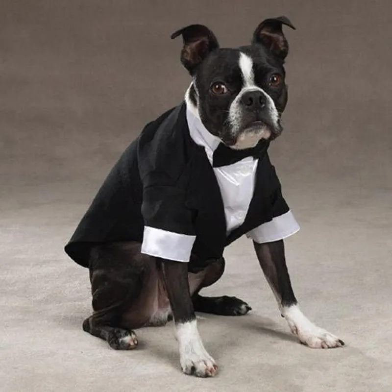 Dog wedding outfit boy Clearance
