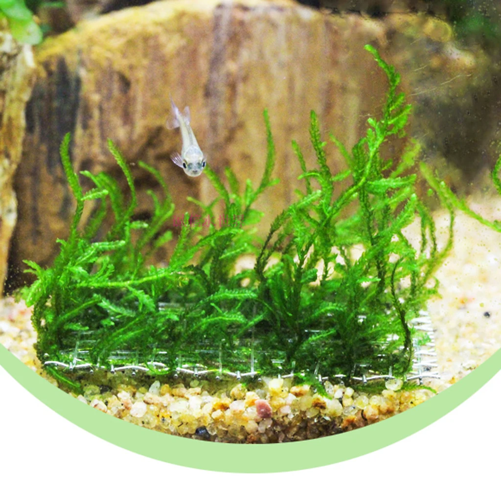 10Pcs Stainless Steel Wire Mesh Pad Aquarium Fish Tank Plants Moss Net Decor